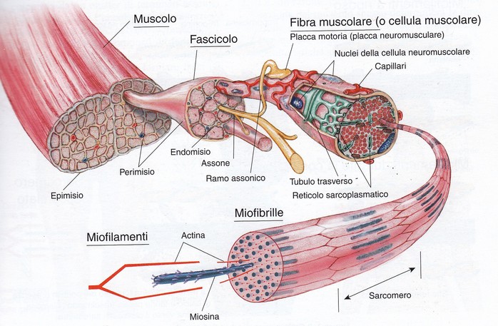 Incrinature in reparto di petto di una spina dorsale