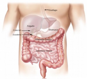 anatomia-intestino